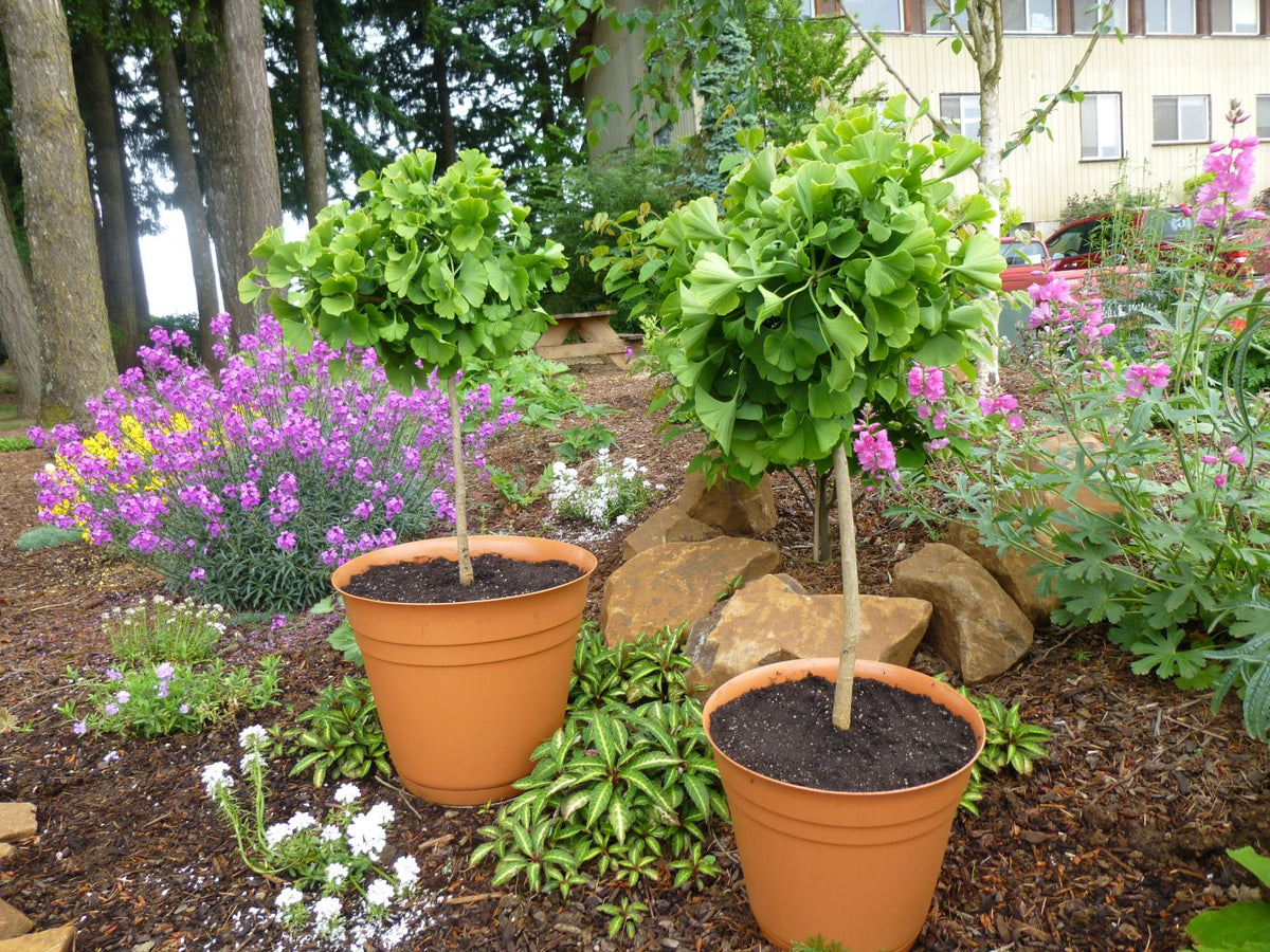 Ginkgo biloba 'Mariken'