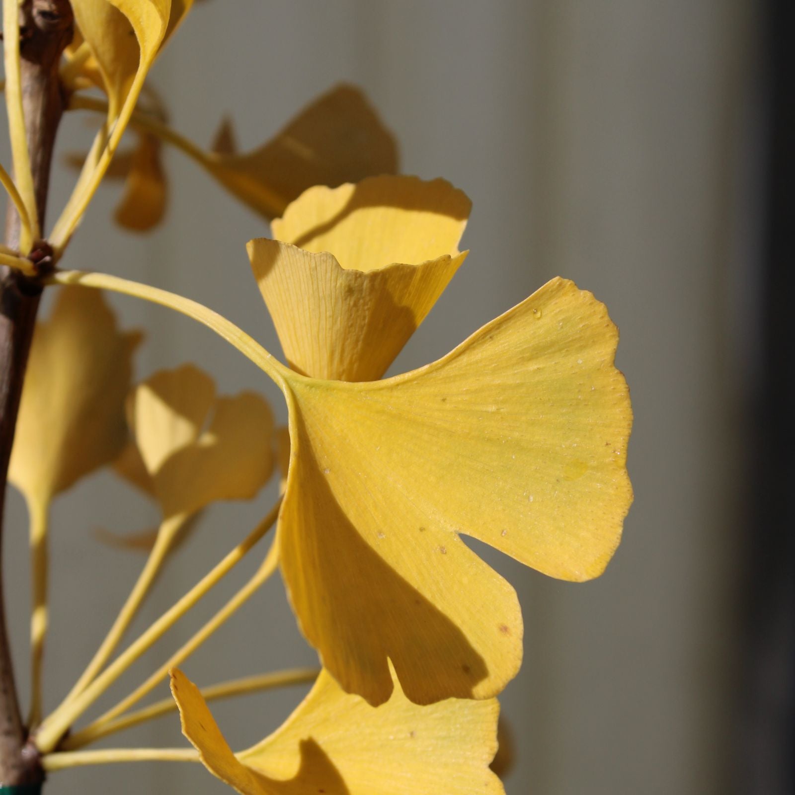 Ginkgo biloba Sky Tower™ 'JN9'