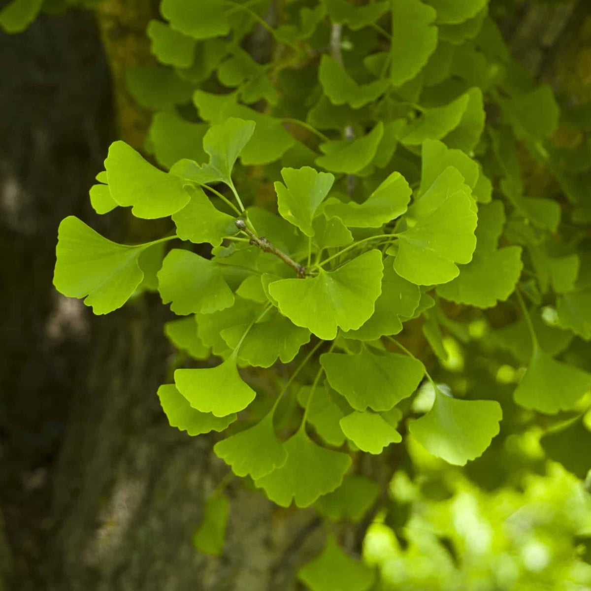 Ginkgo biloba