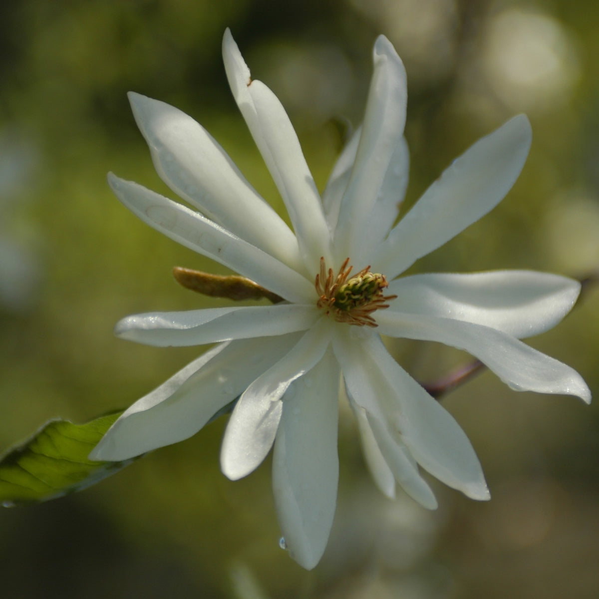Magnolia ‘Gold Star’
