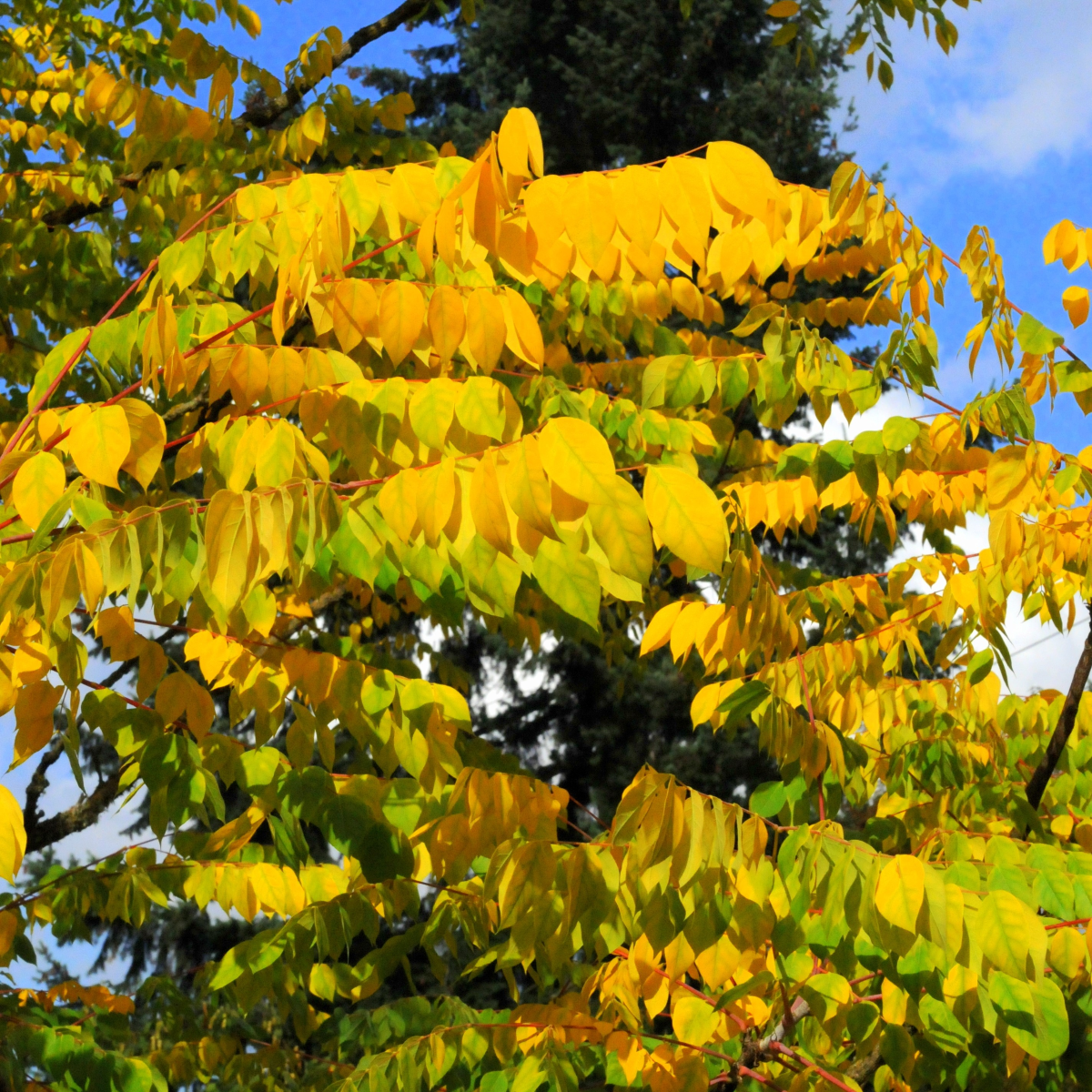 Gymnocladus dioicus