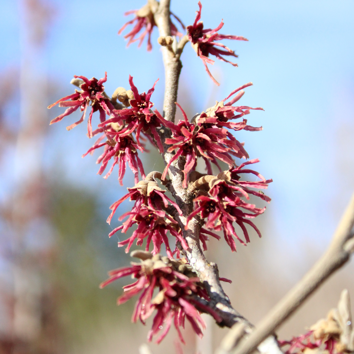 Hamamelis vernalis