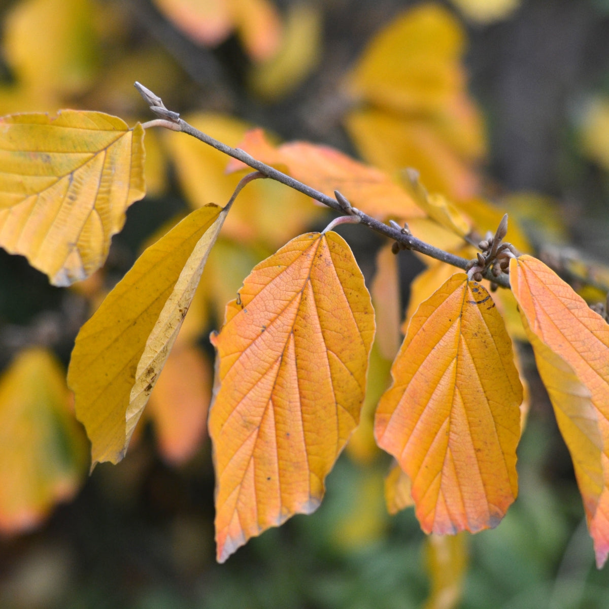 Hamamelis virginiana