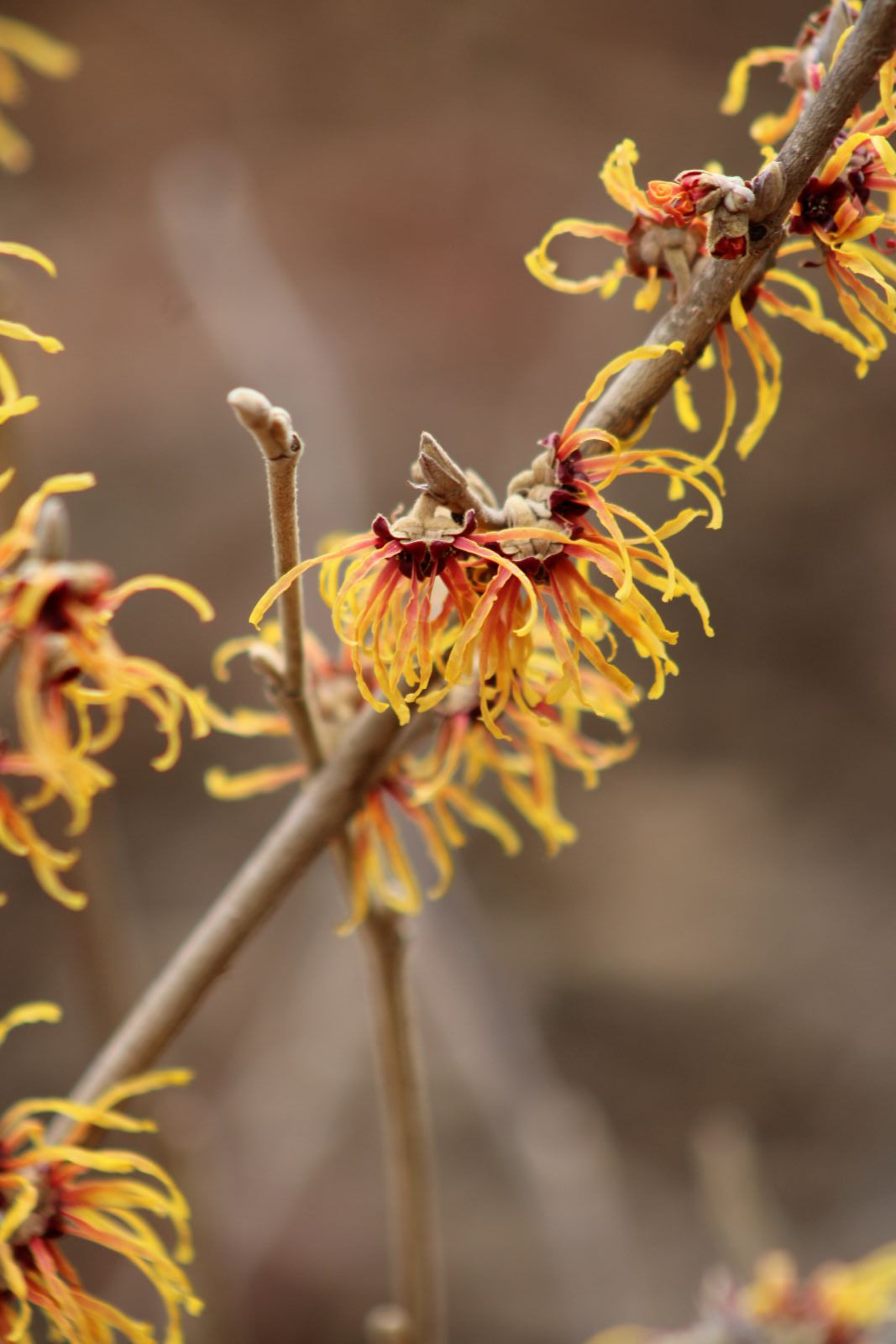 Hamamelis × intermedia 'Jelena'