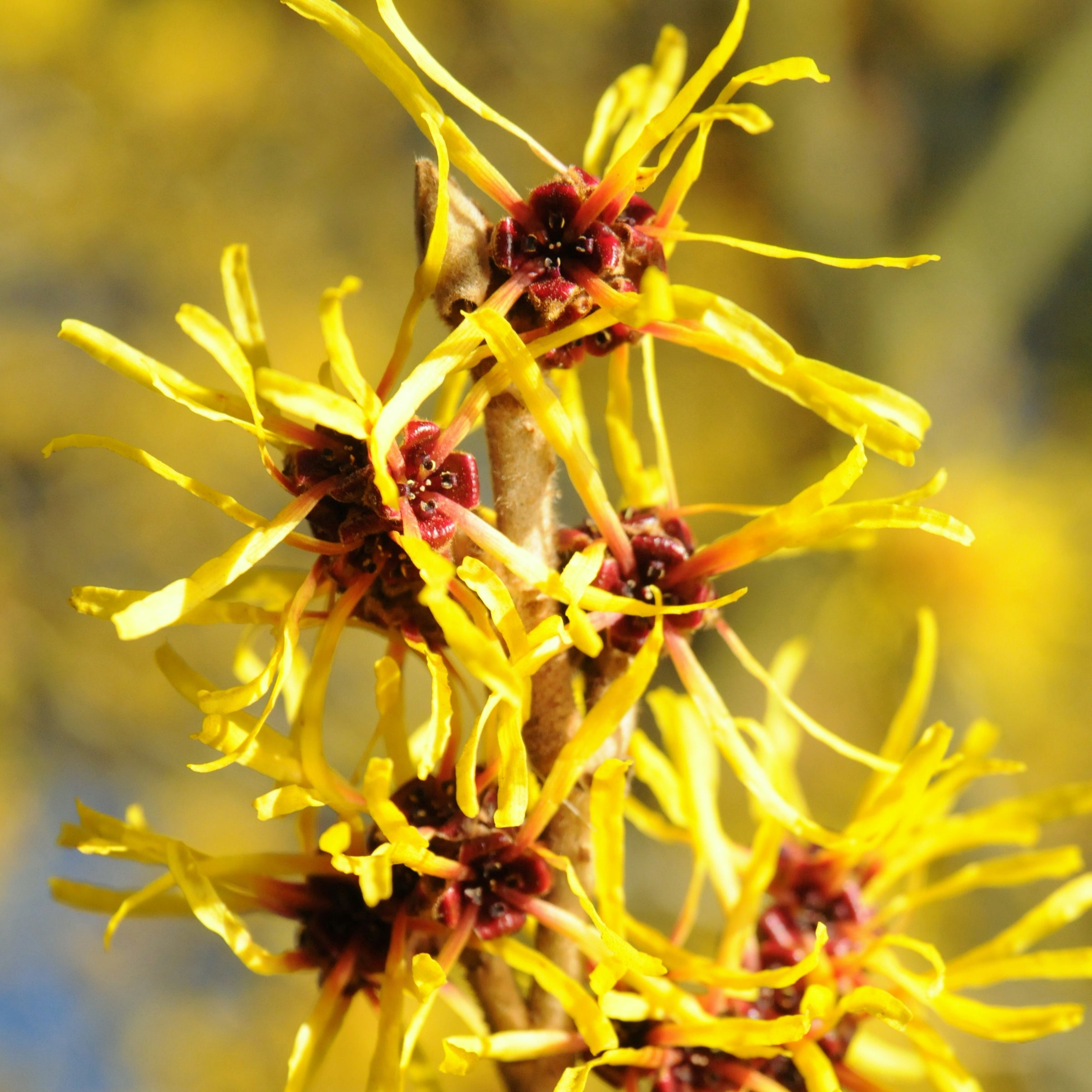 Hamamelis × intermedia 'Arnold's Promise'