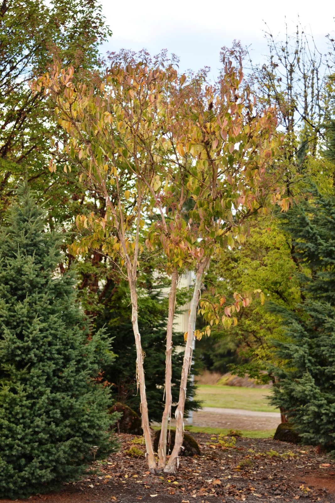 Heptacodium miconioides