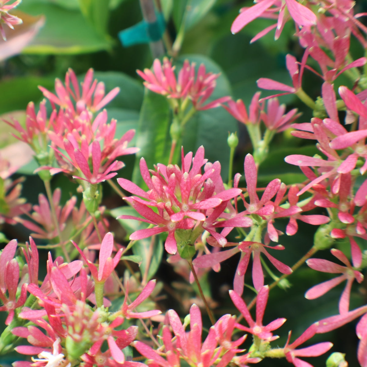 Heptacodium miconioides