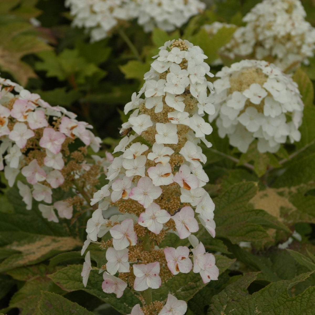 Hydrangea quercifolia 'Snow Queen'