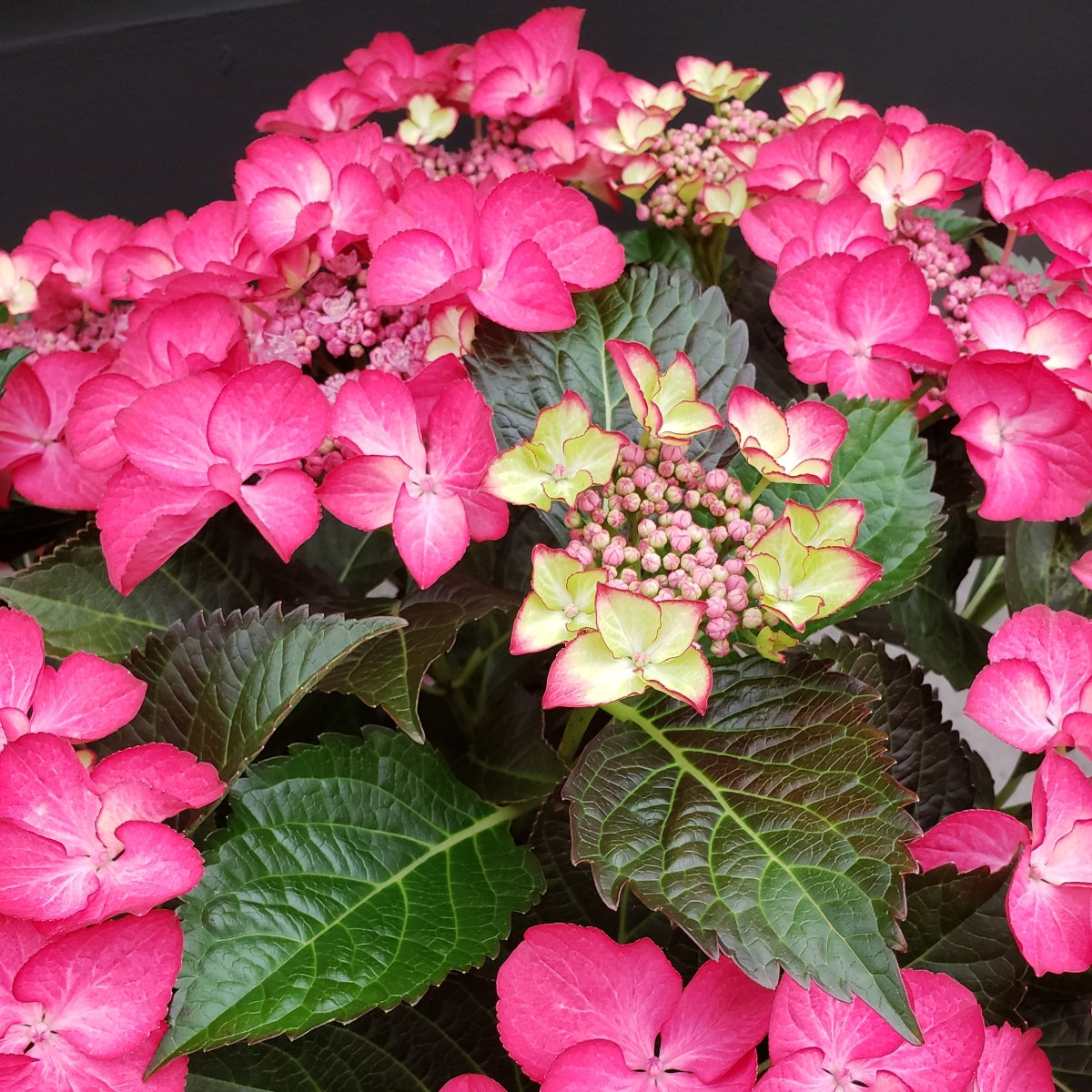 Hydrangea m. Tuxedo® Pink 'Jon02'