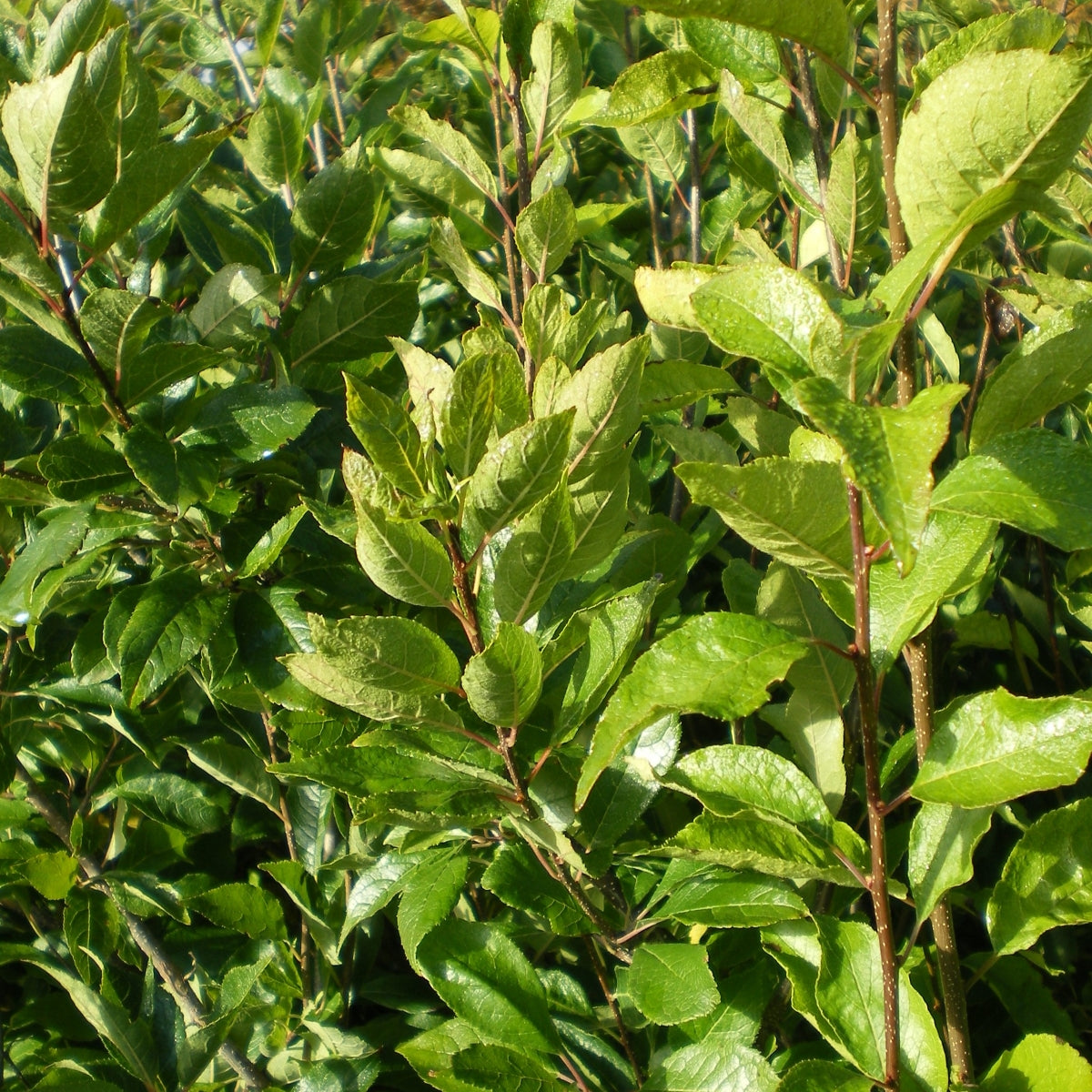 Ilex verticillata 'Southern Gentleman'