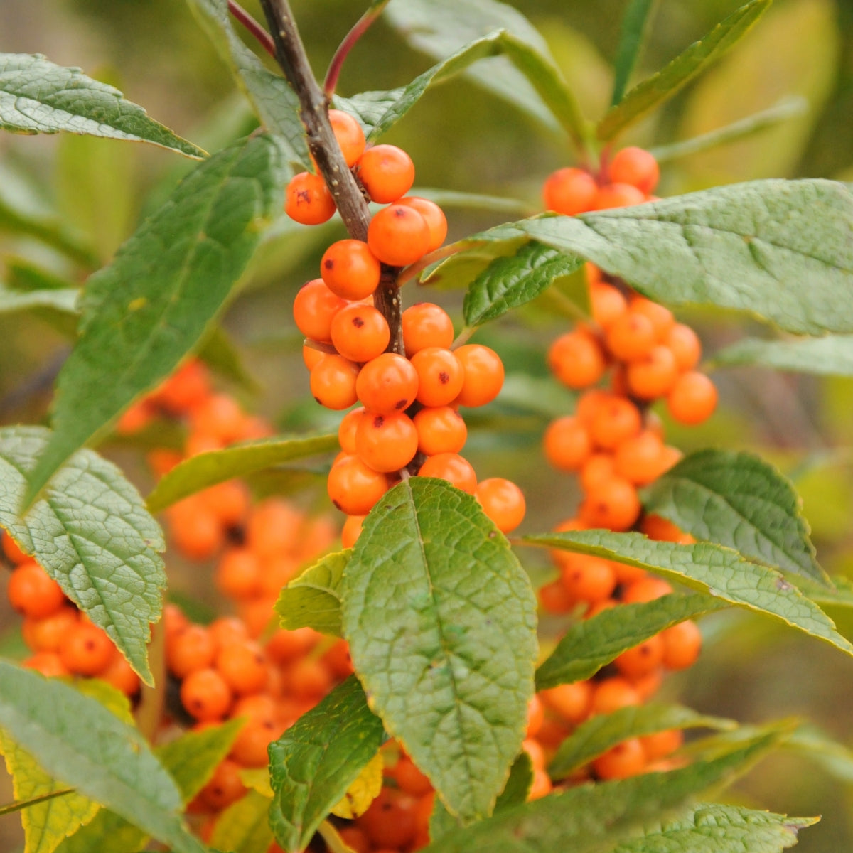 Ilex verticillata 'Winter Gold'
