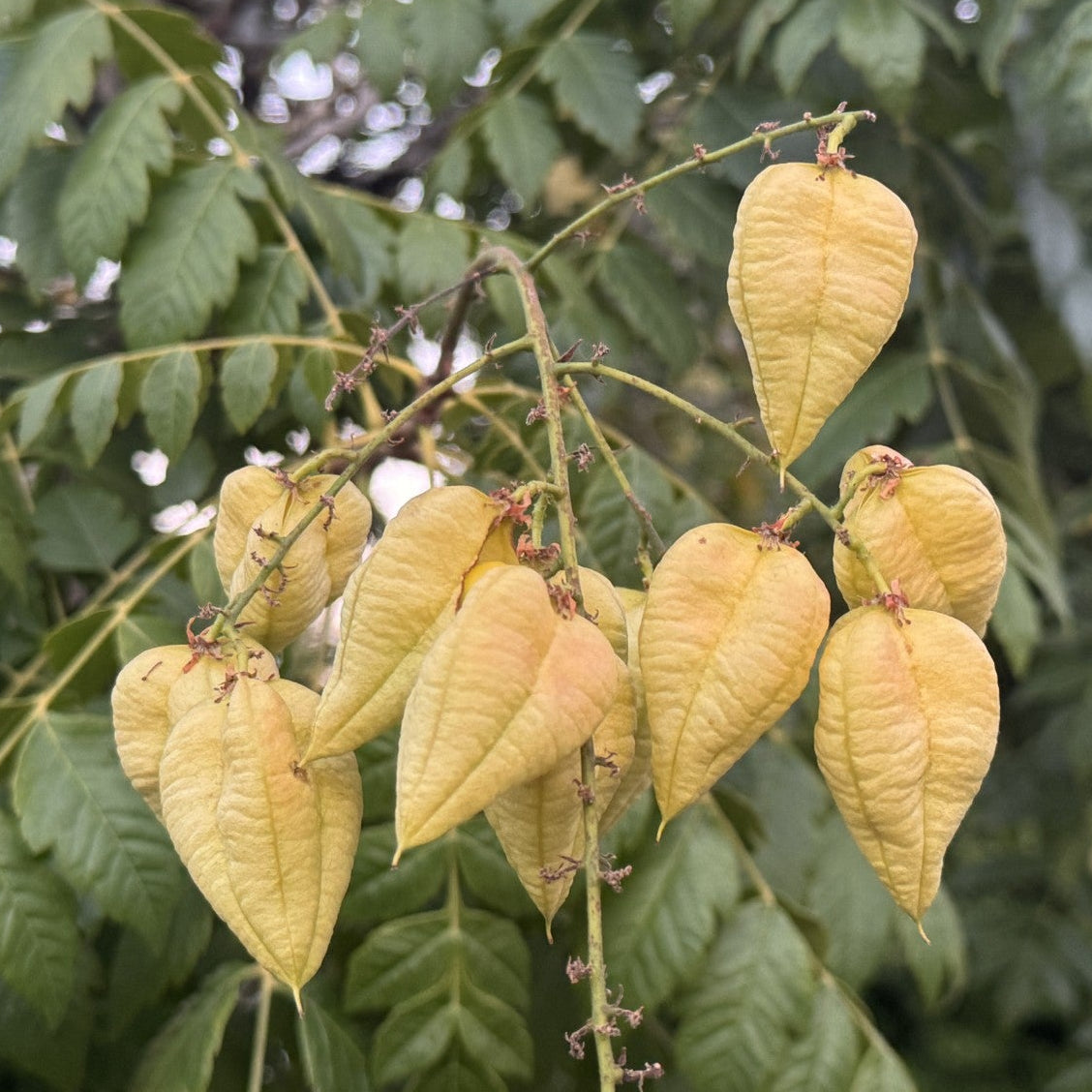 Koelreuteria paniculata