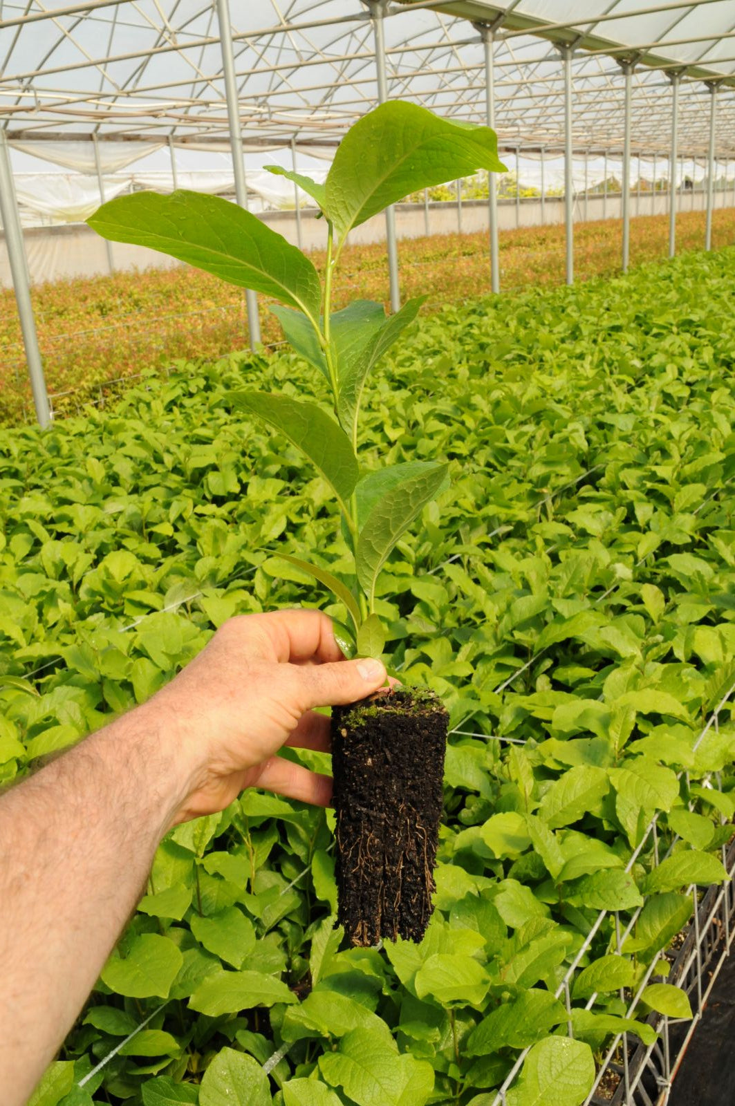 Magnolia kobus