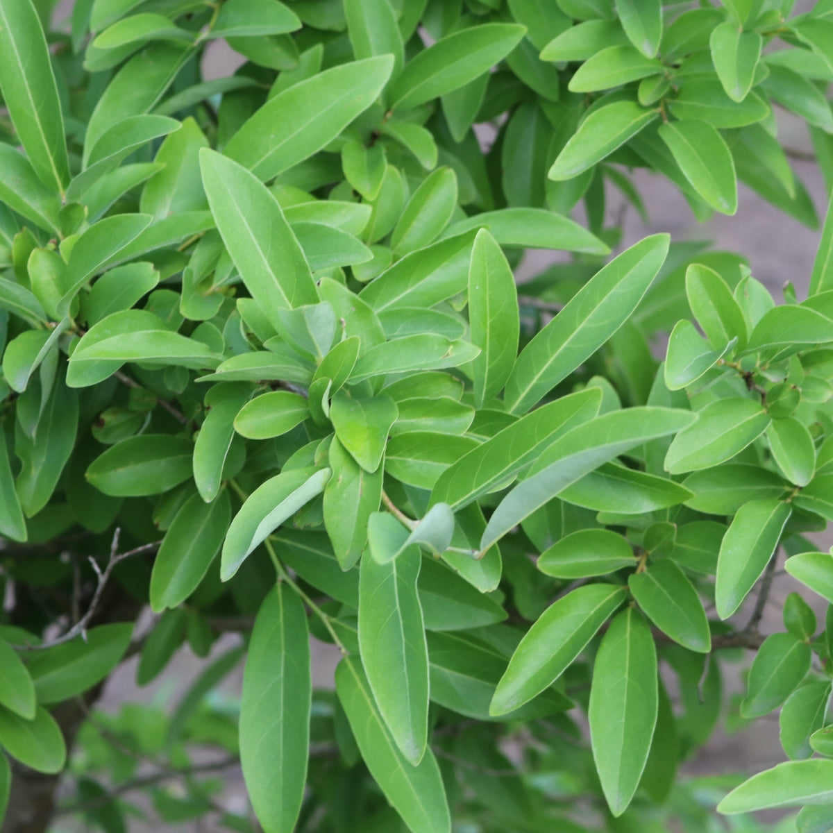 Lindera angustifolia