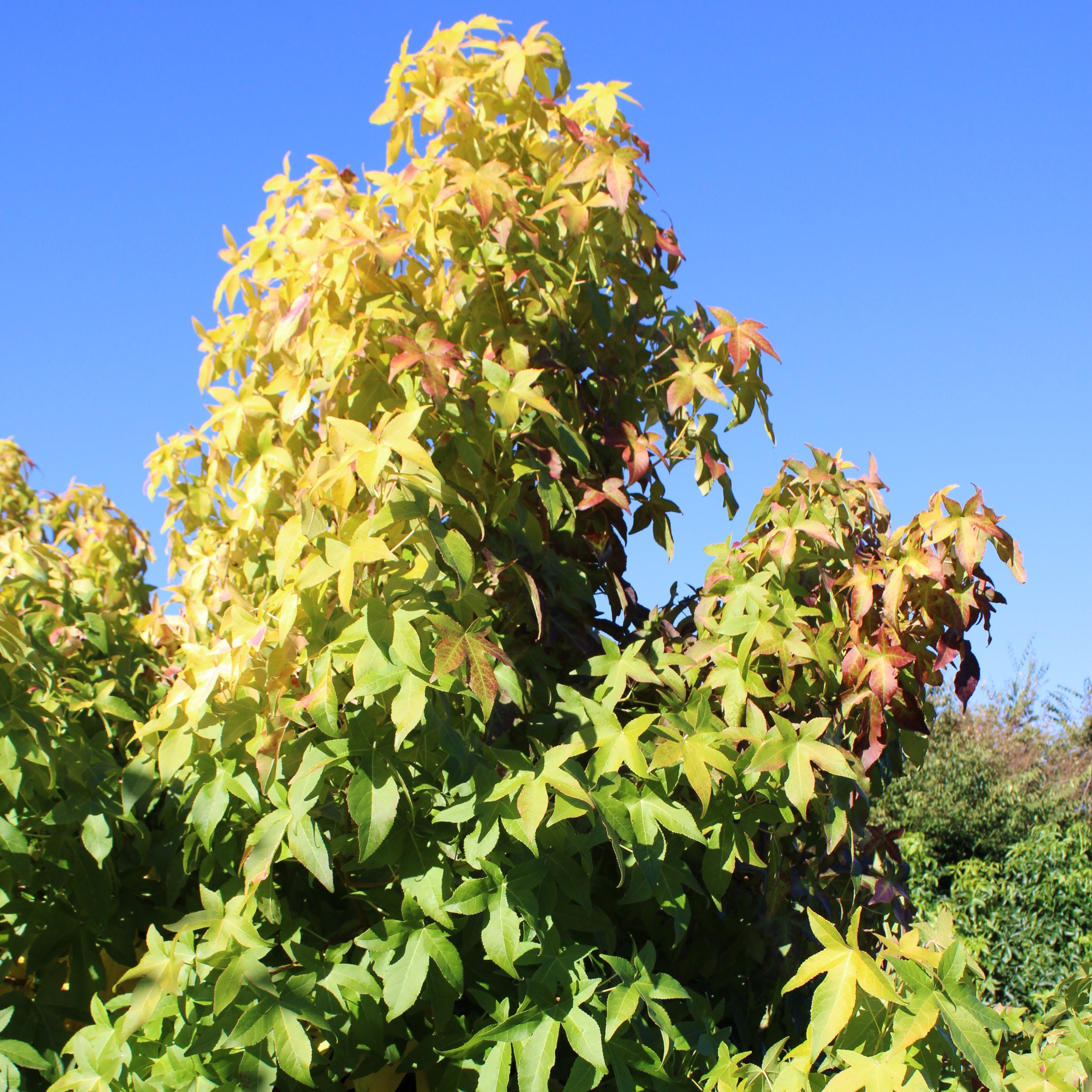 Liquidambar styraciflua 'Slender Silhouette'