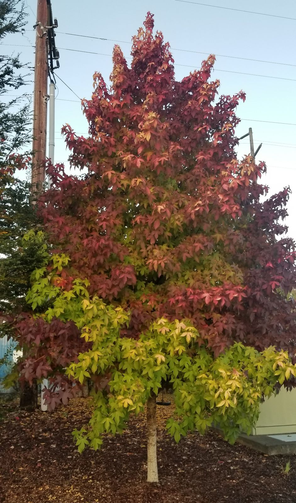 Liquidambar styraciflua 'Gold Beacon'