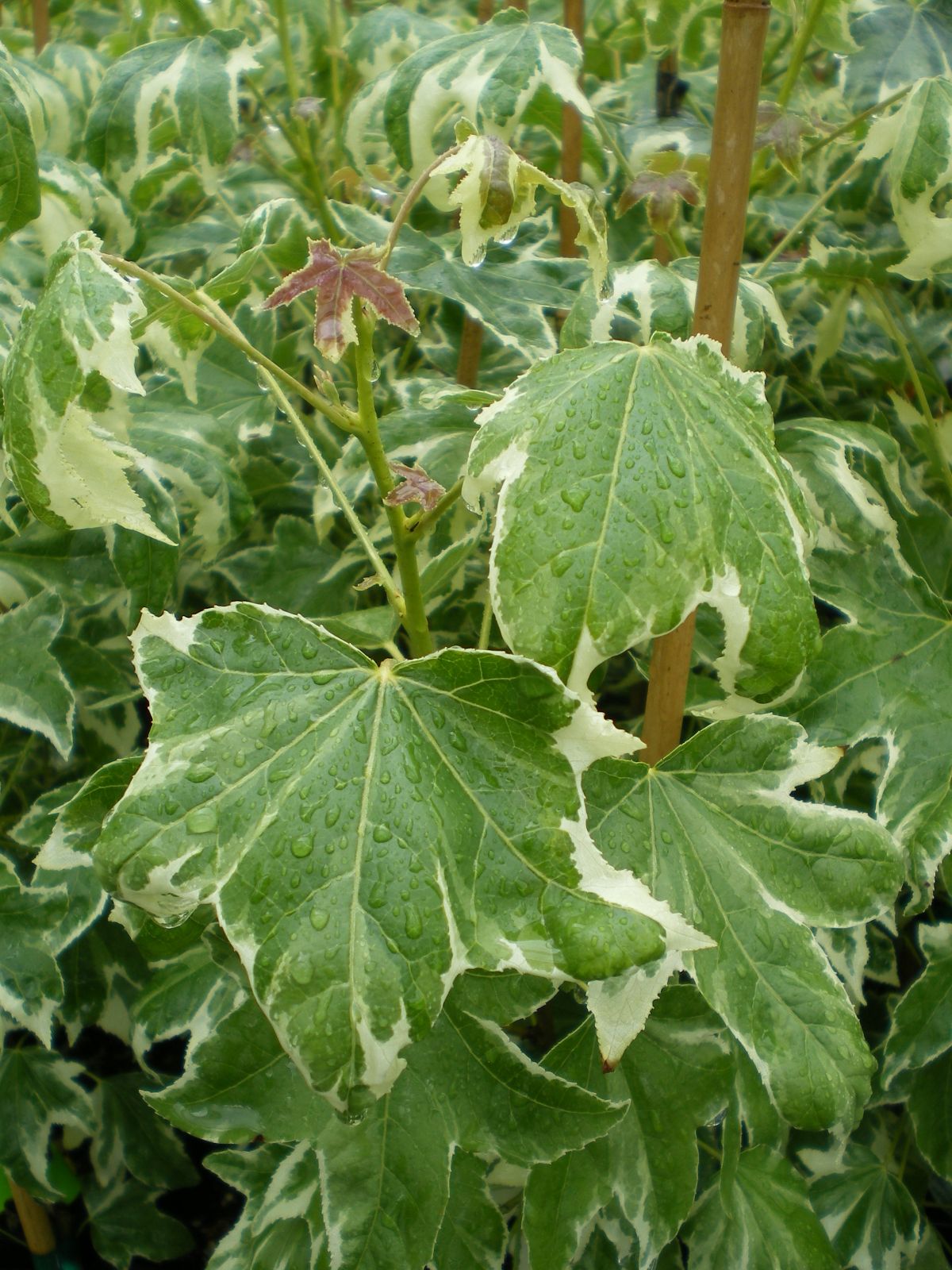 Liquidambar styraciflua 'Silver King'