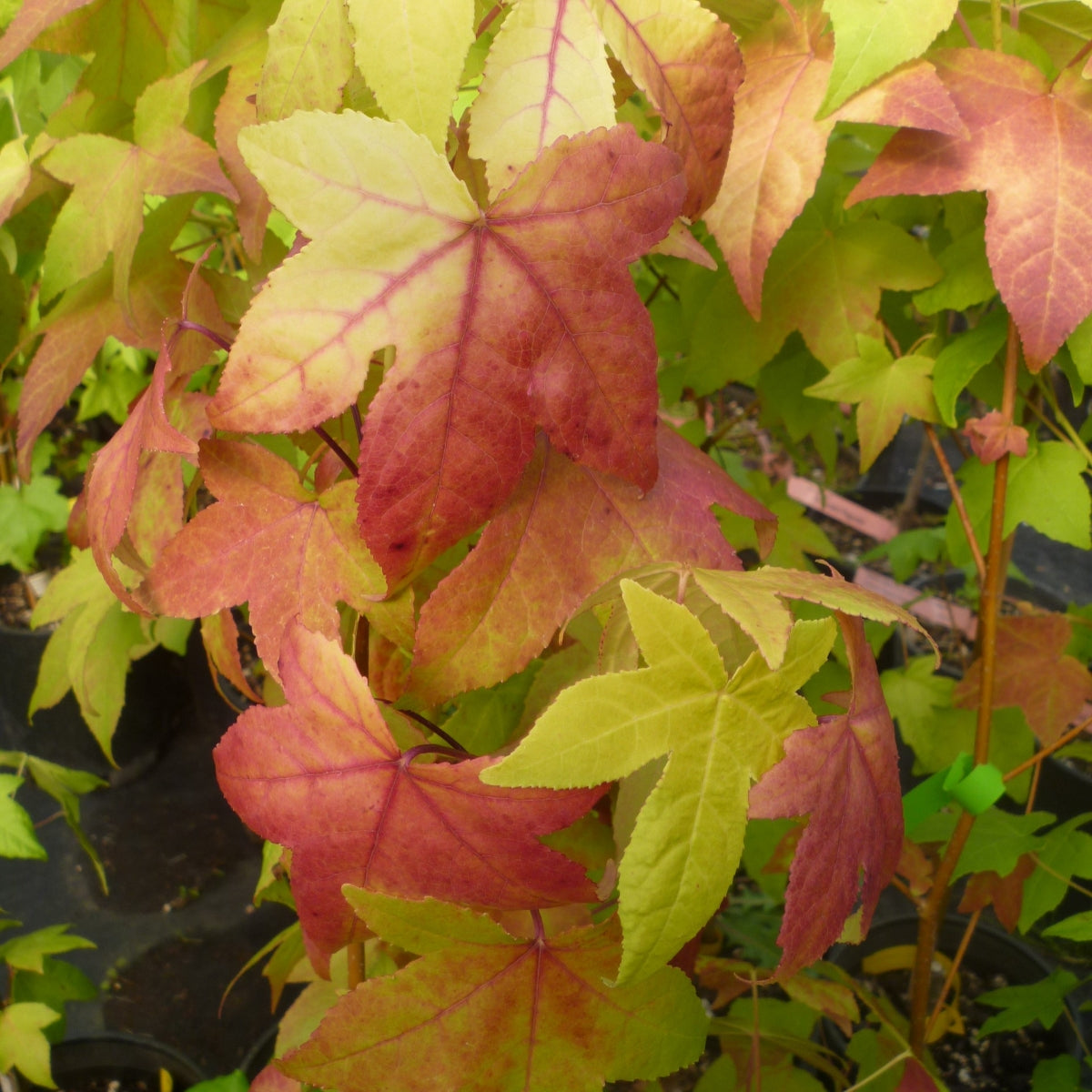 Liquidambar styraciflua 'Gold Beacon'