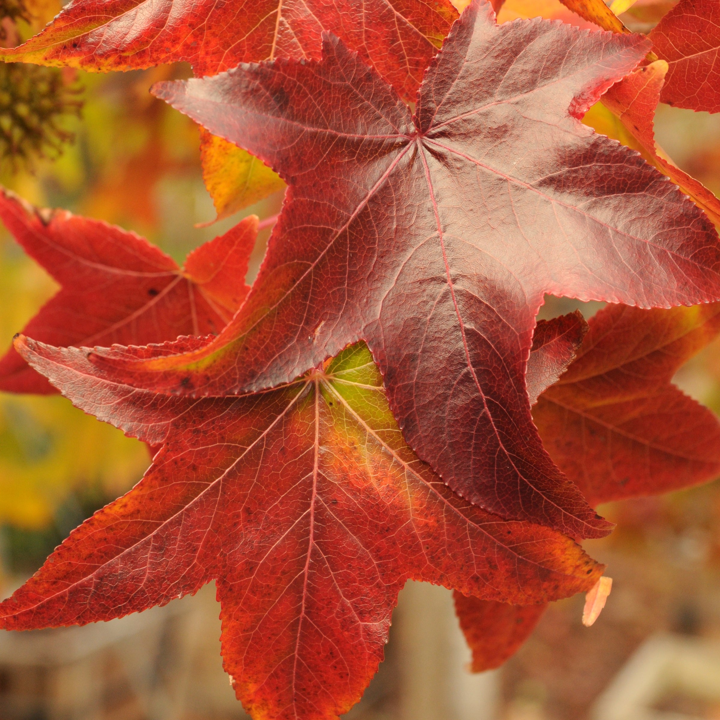 Liquidambar styraciflua