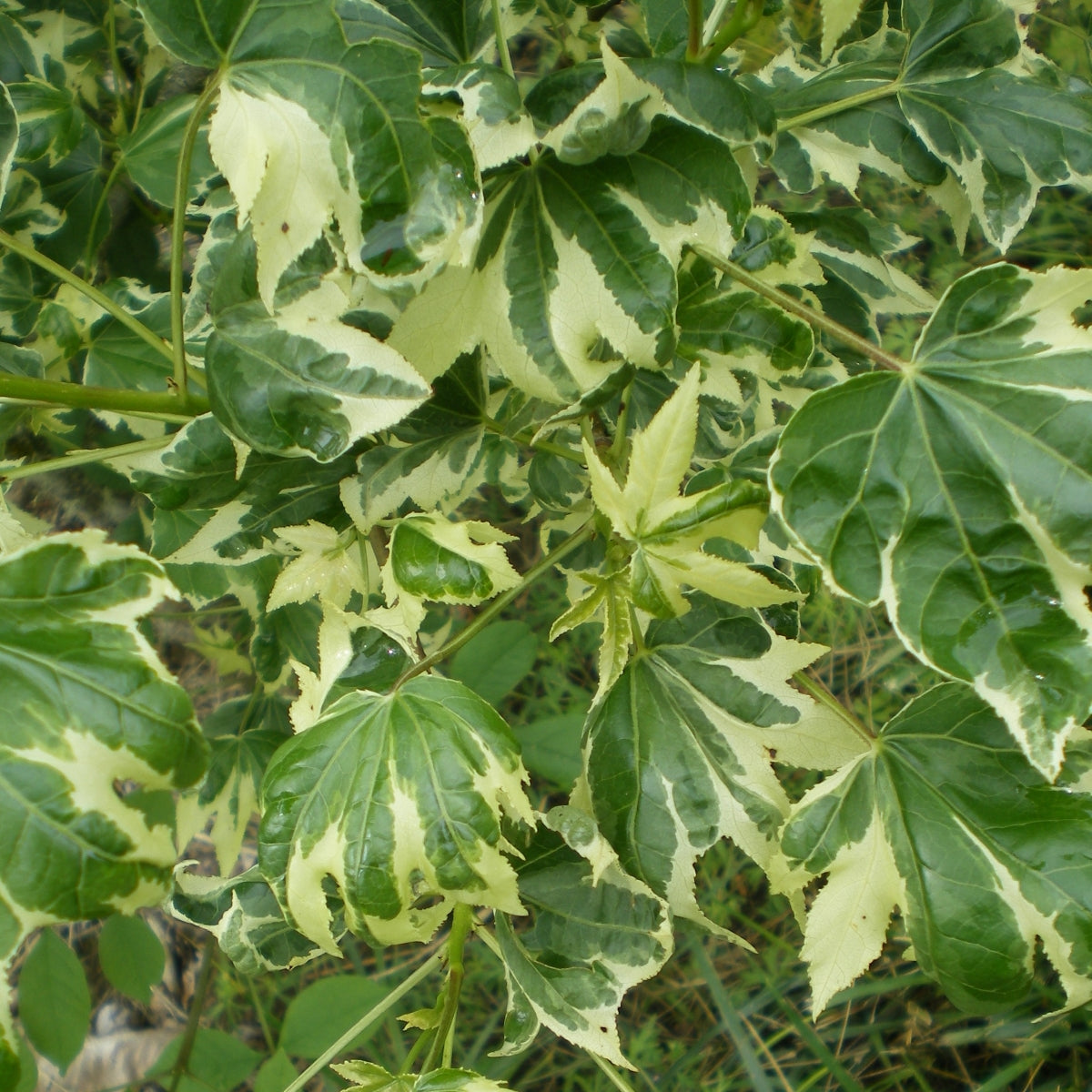 Liquidambar styraciflua 'Silver King'