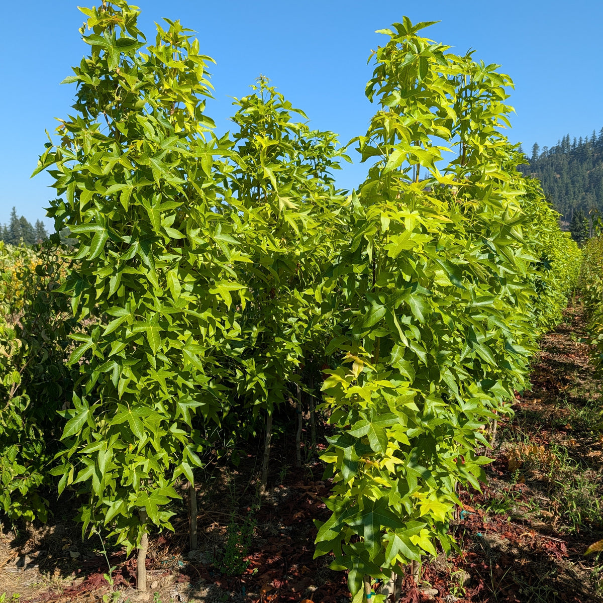 Liquidambar styraciflua 'Slender Silhouette'