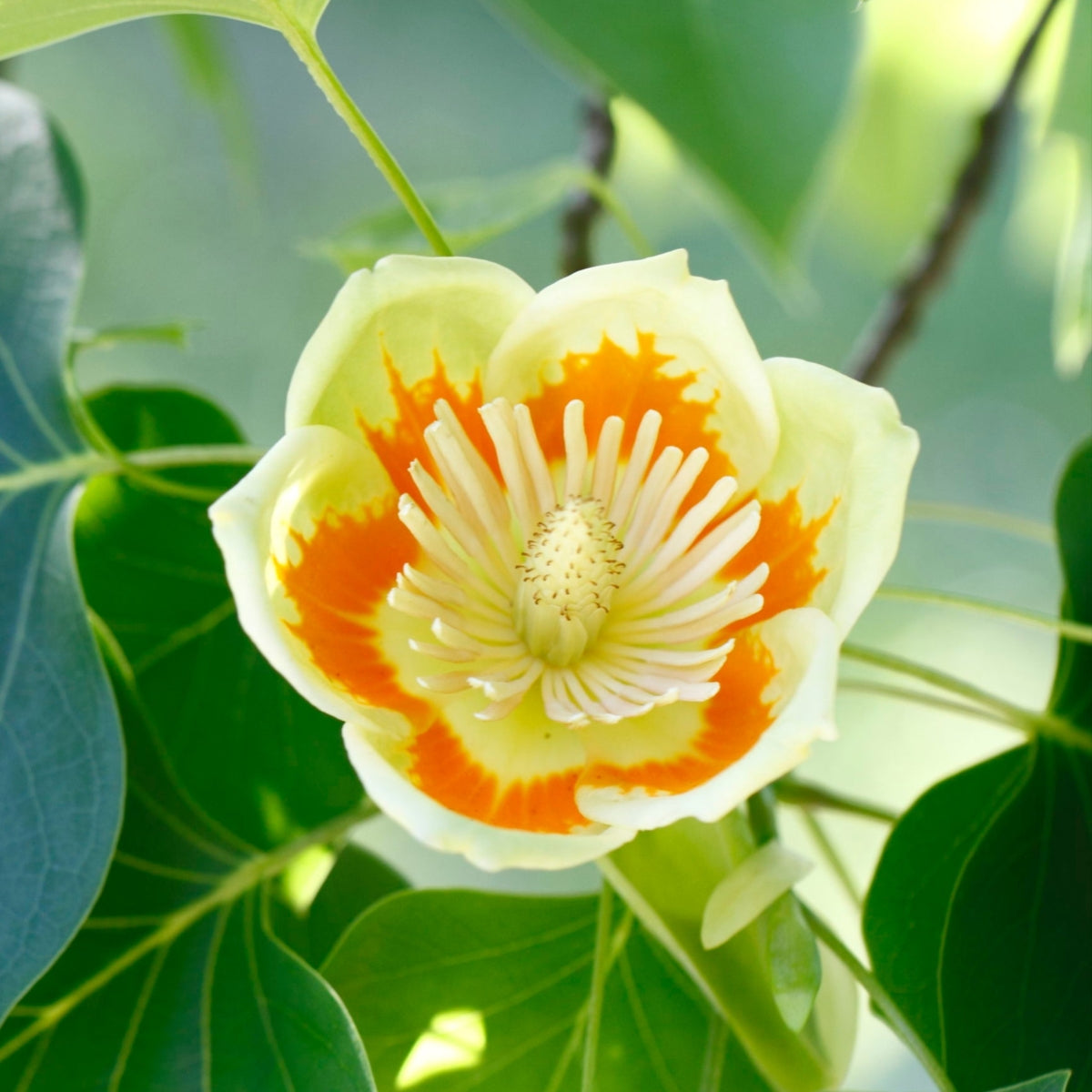 Liriodendron tulipifera