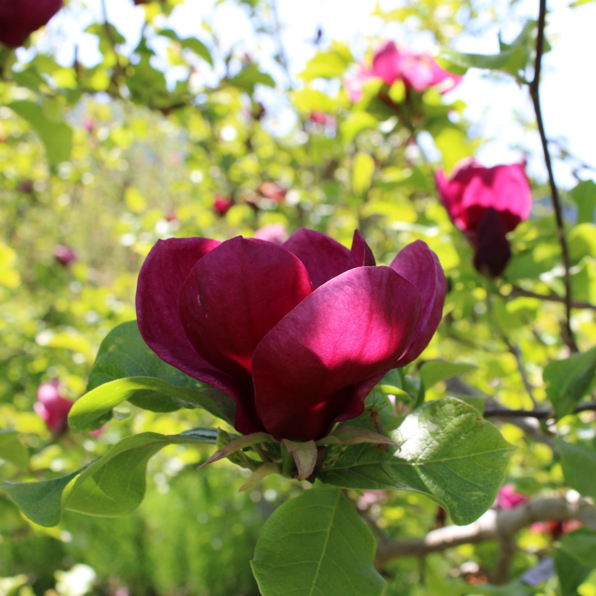 Magnolia Black Tulip® 'JURmag1'