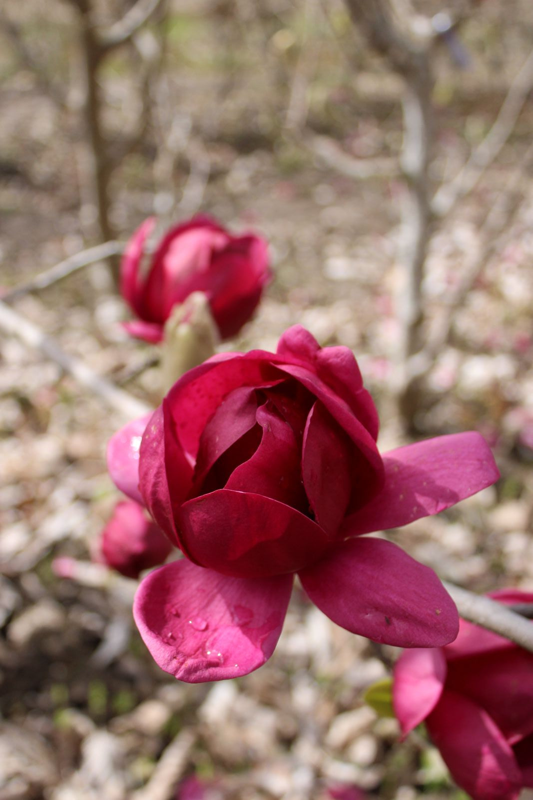 Magnolia Black Tulip® 'JURmag1'