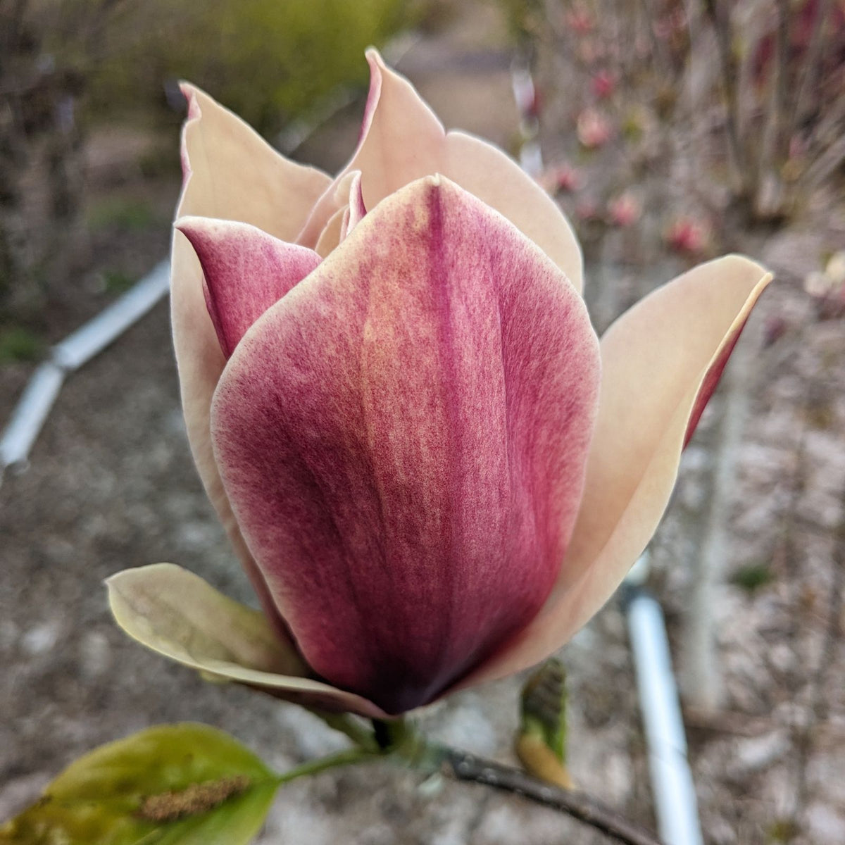 Magnolia 'Burgundy Spire'