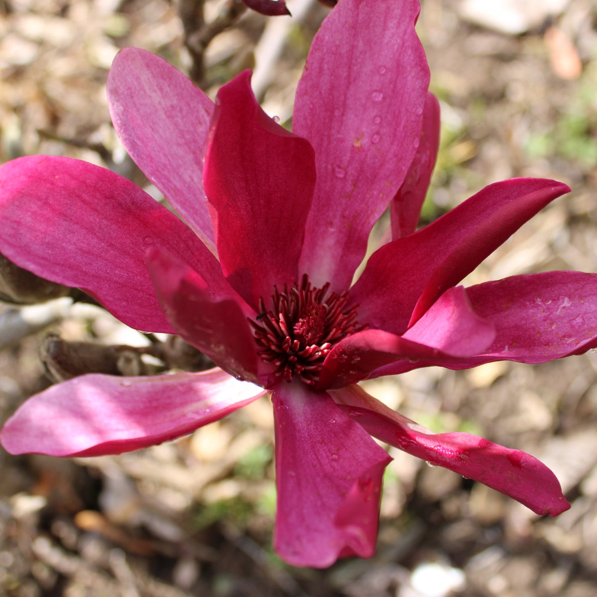 Magnolia Burgundy Star™ 'JURmag4' PP20,346