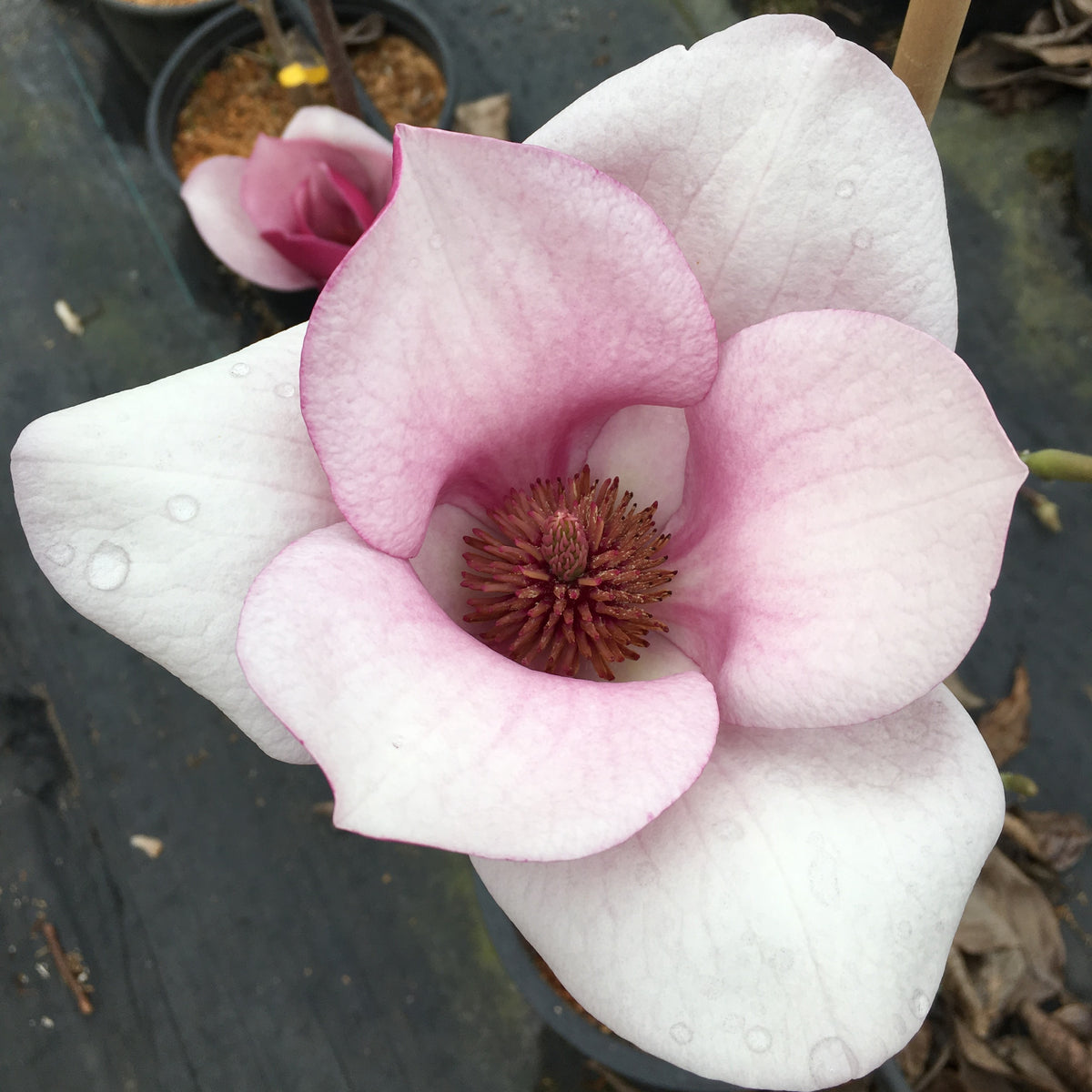 Magnolia 'Cameo'