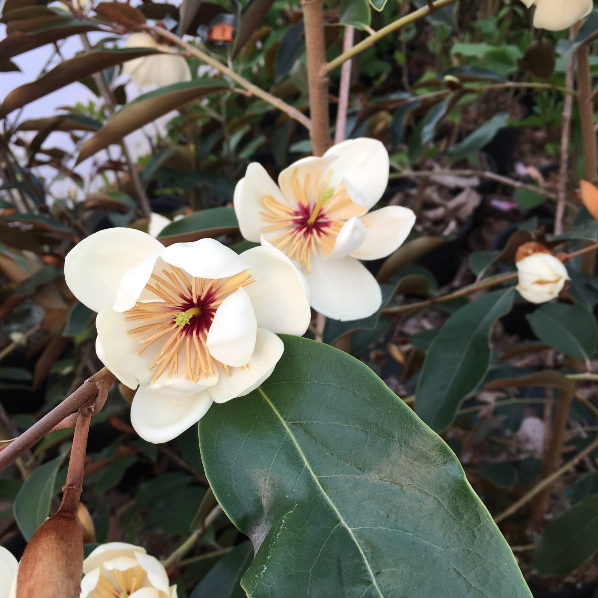 Magnolia Coppertallica™ 'RLH-MFL-1'
