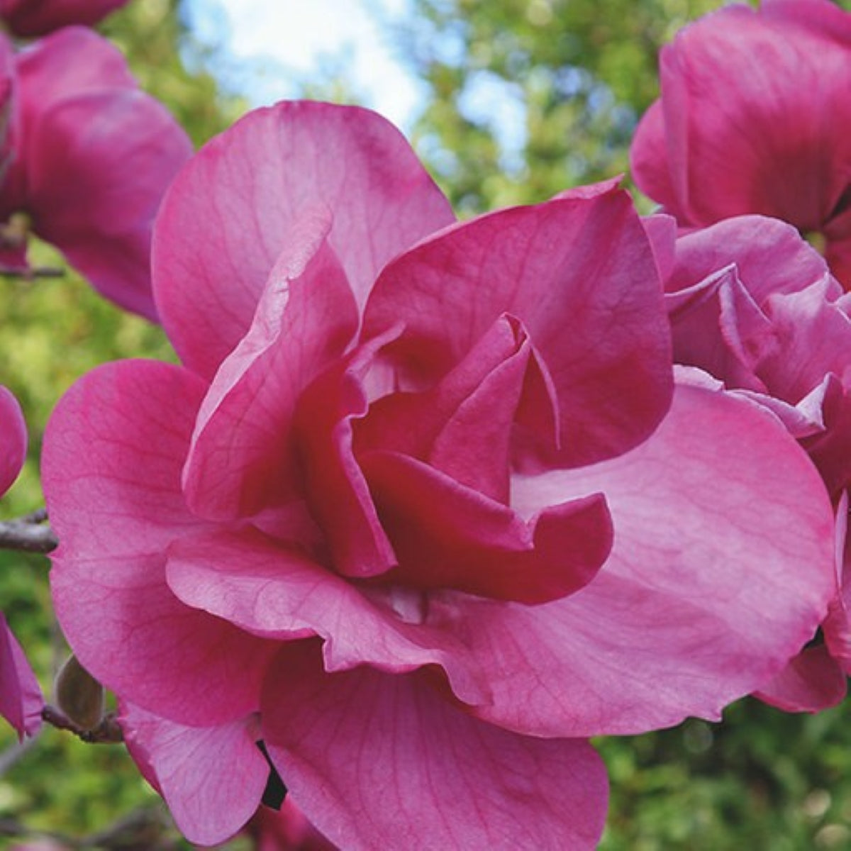 Magnolia Felix® 'JURmag2'