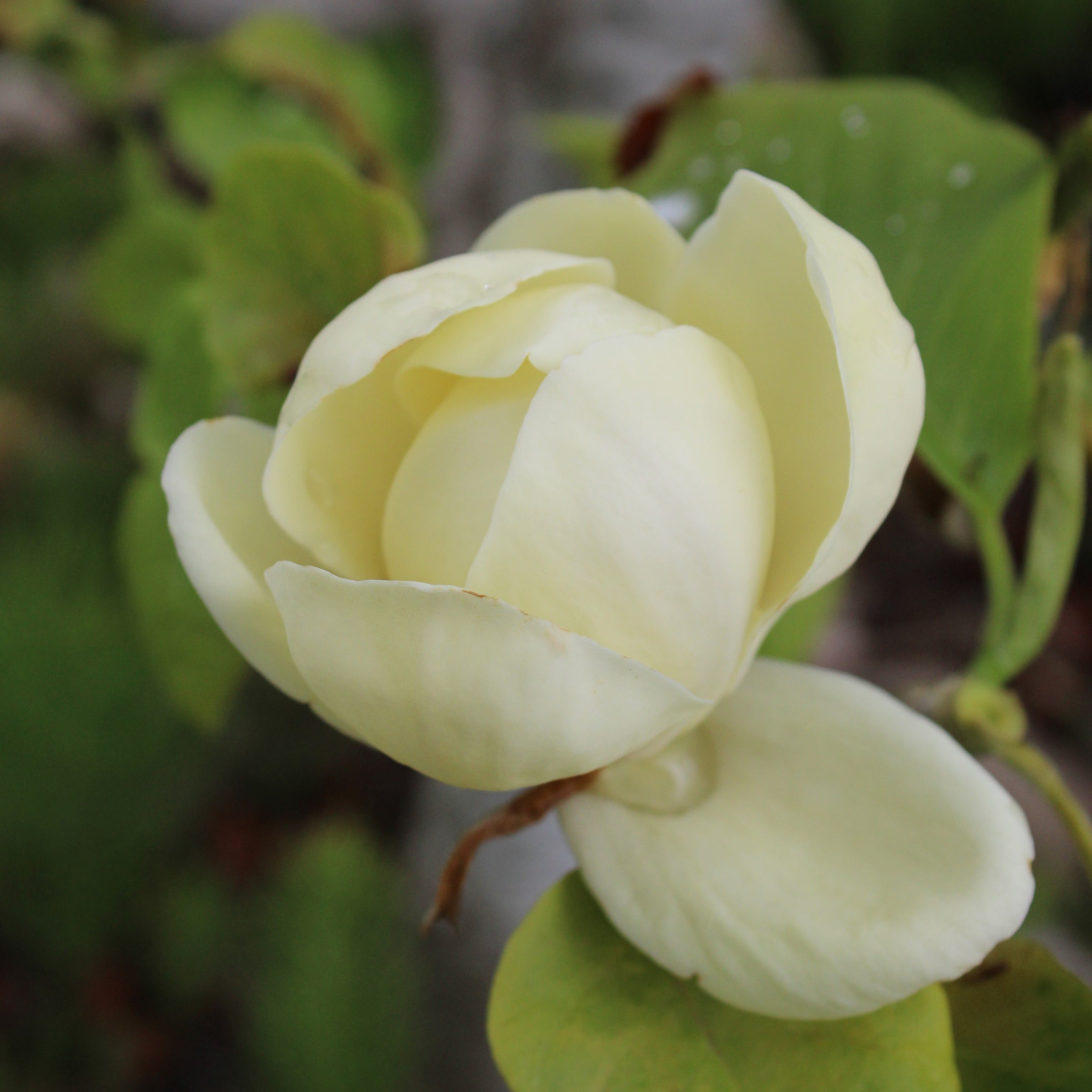Magnolia Honey Tulip™ 'JURmag5' PP26685P3