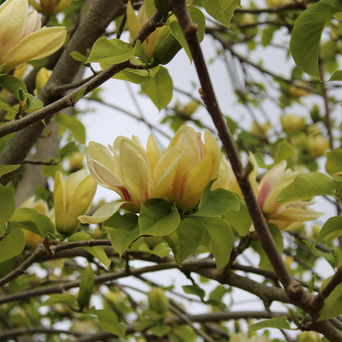 Magnolia 'Judy Zuk'