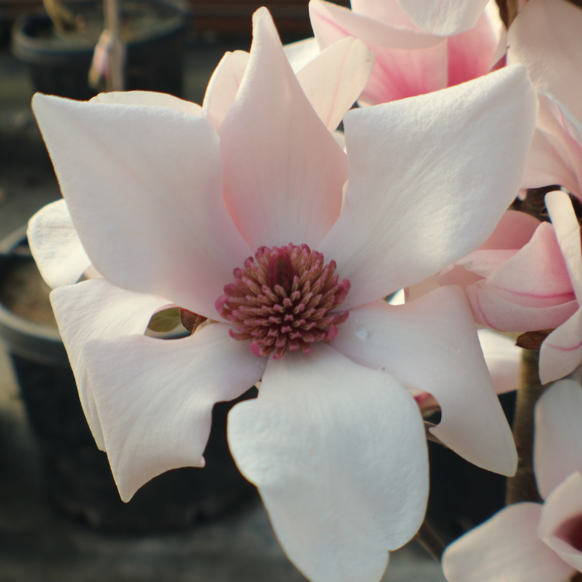 Magnolia Patience™ 'Little Mimi'