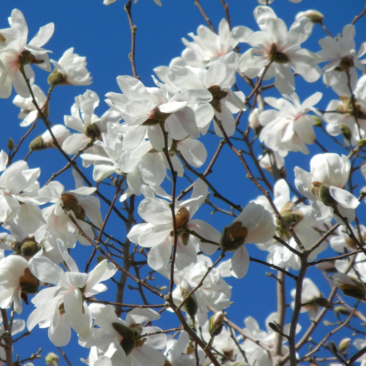 Magnolia × loebneri Spring Welcome® 'Ruth'