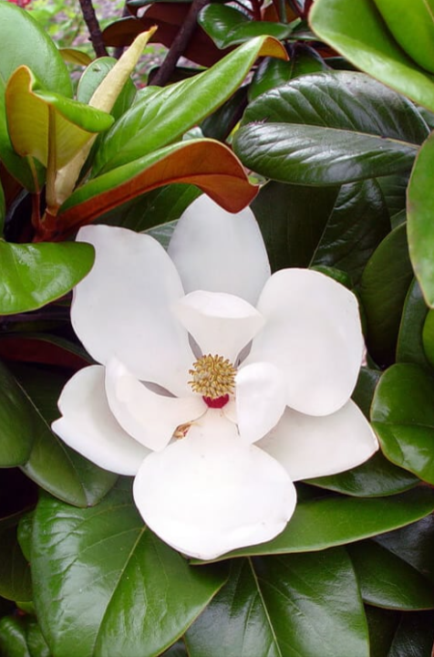 Magnolia  grandiflora Teddy Bear® 'Southern Charm'