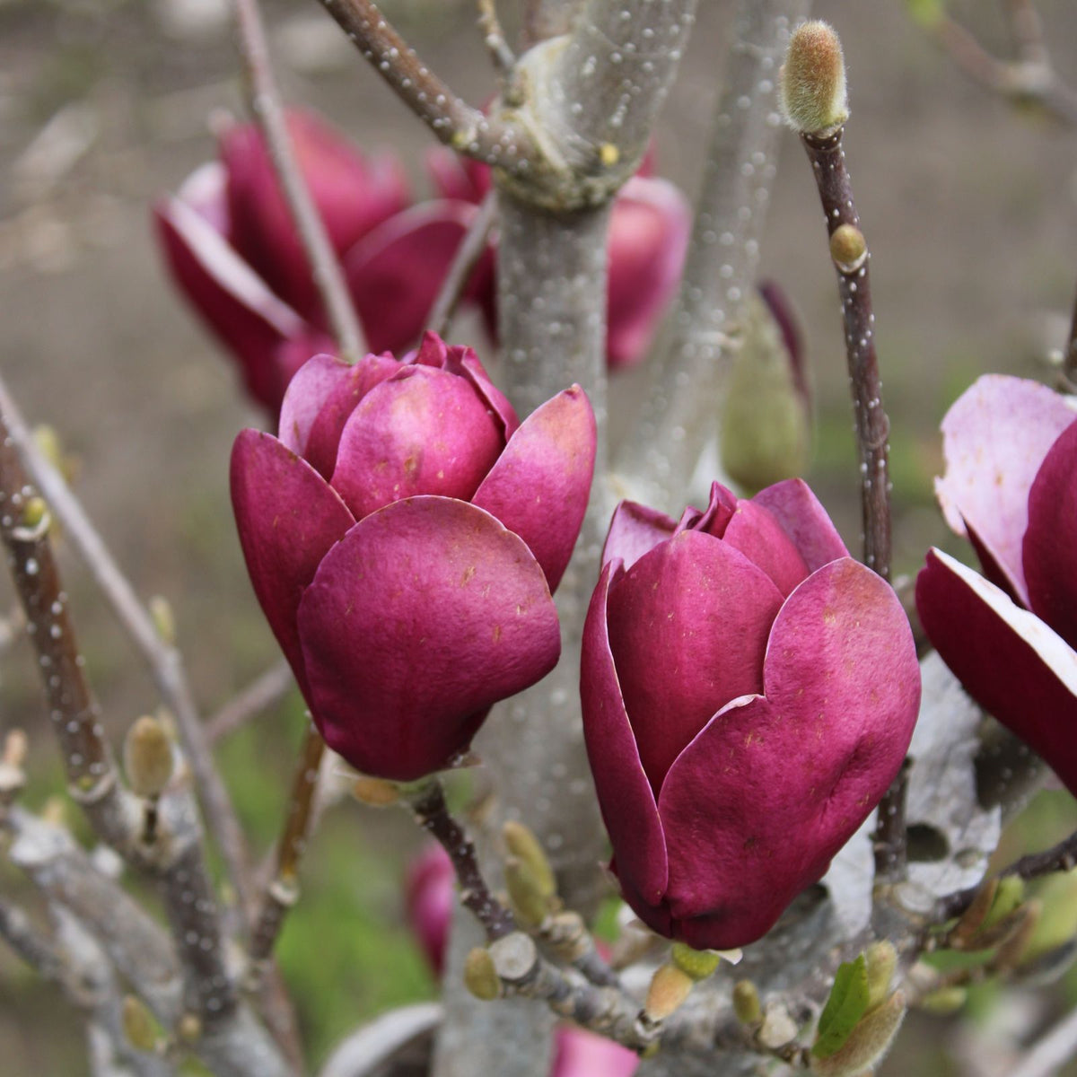 Magnolia 'Tinkerbelle' PP31,317
