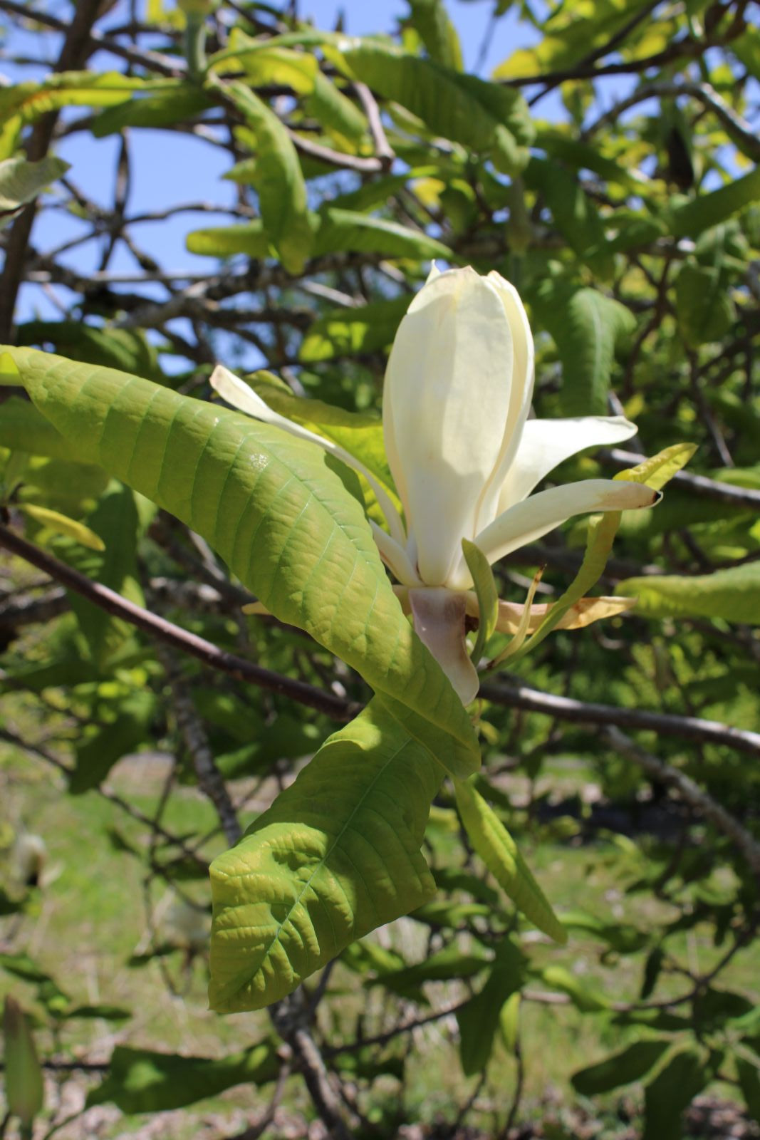 Magnolia tripetala