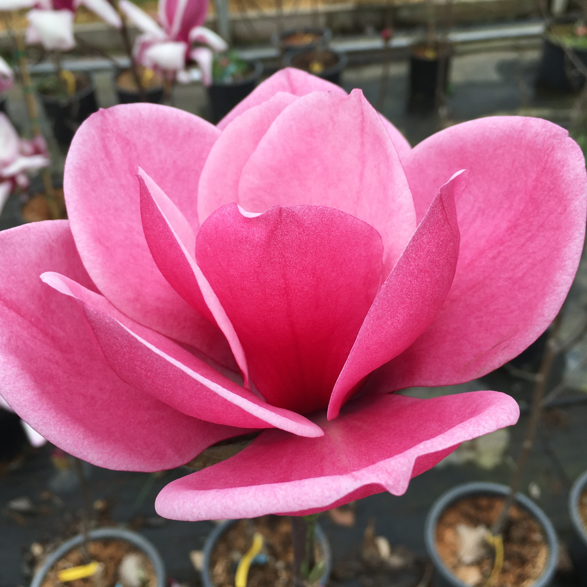 Magnolia Watermelon 'MGWAT2011b'