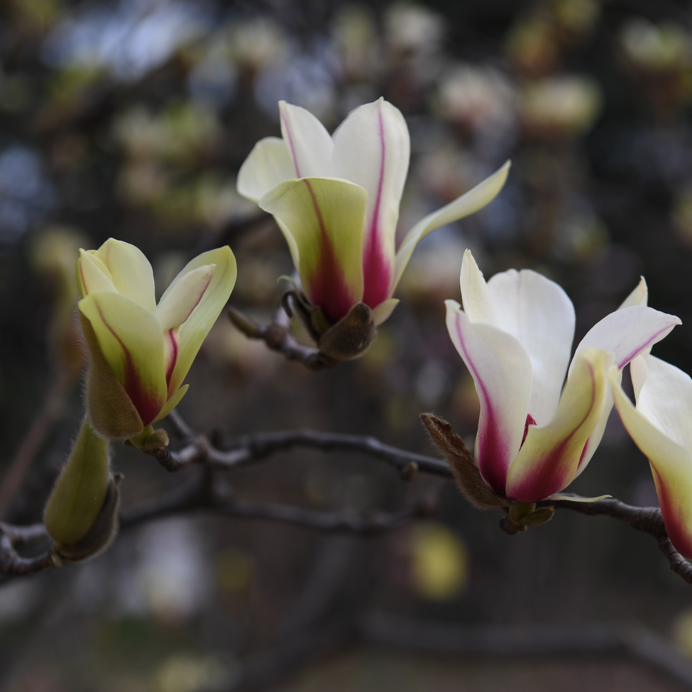 Magnolia cylindrica Wisdom™ 'Green Star'