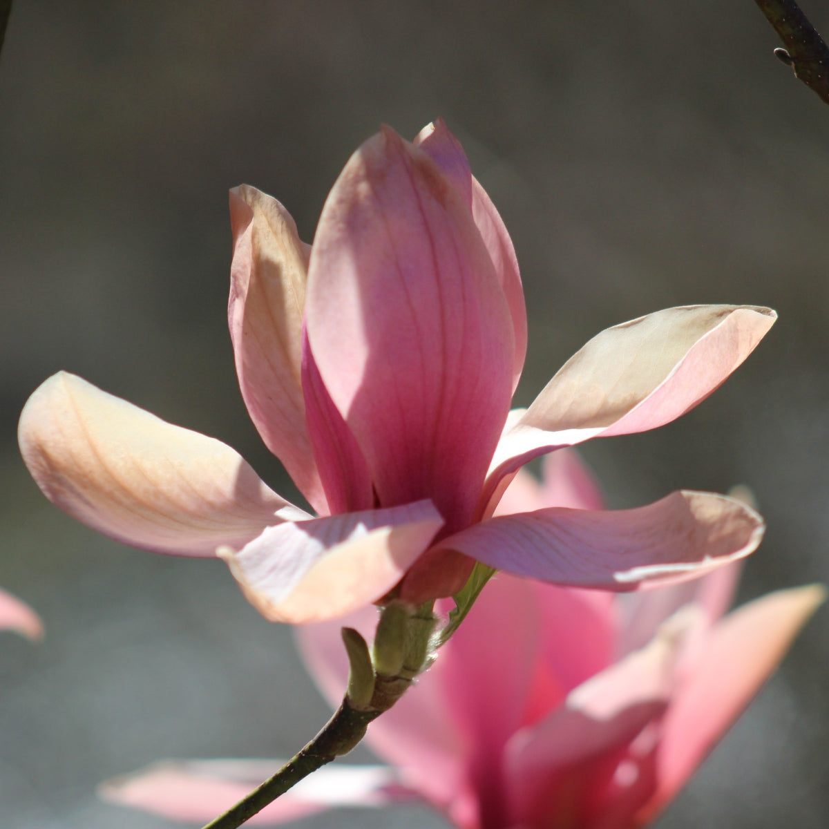 Magnolia 'Blushing Belle'