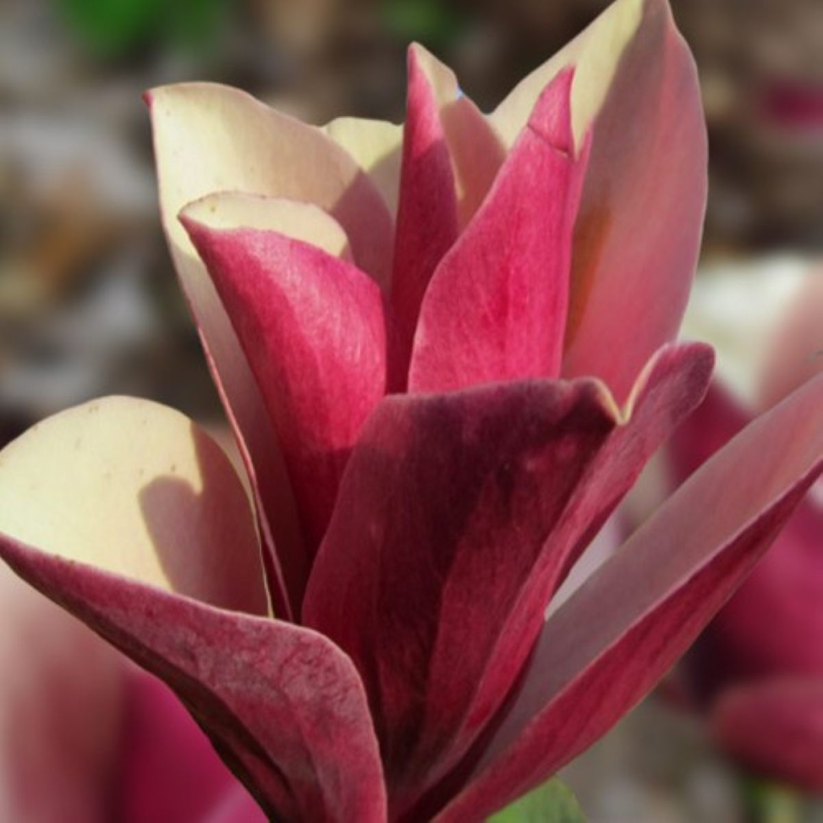 Magnolia 'Burgundy Spire'