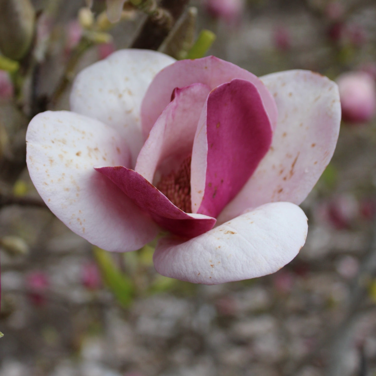 Magnolia 'Cameo'