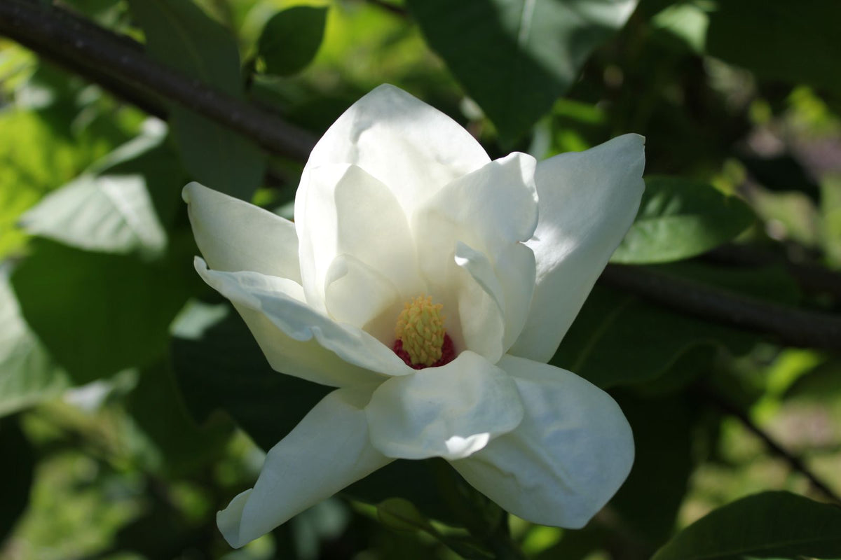 Magnolia 'Charles Coates'