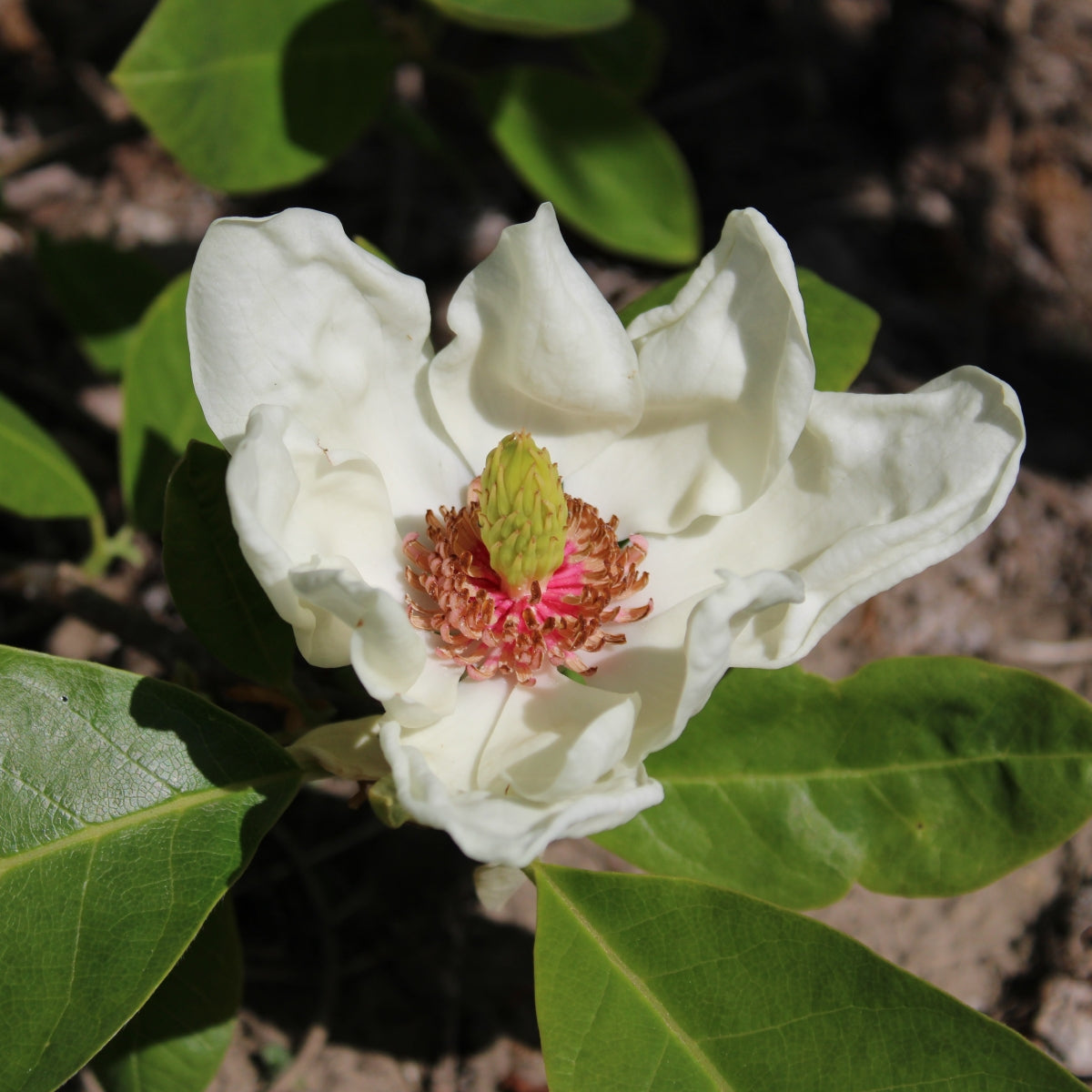 Magnolia 'Charles Coates'