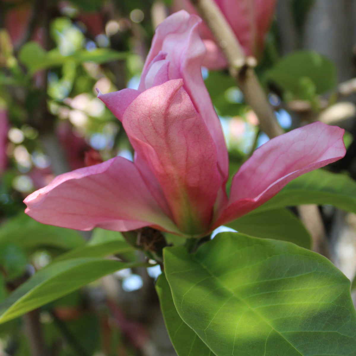 Magnolia 'Daybreak'