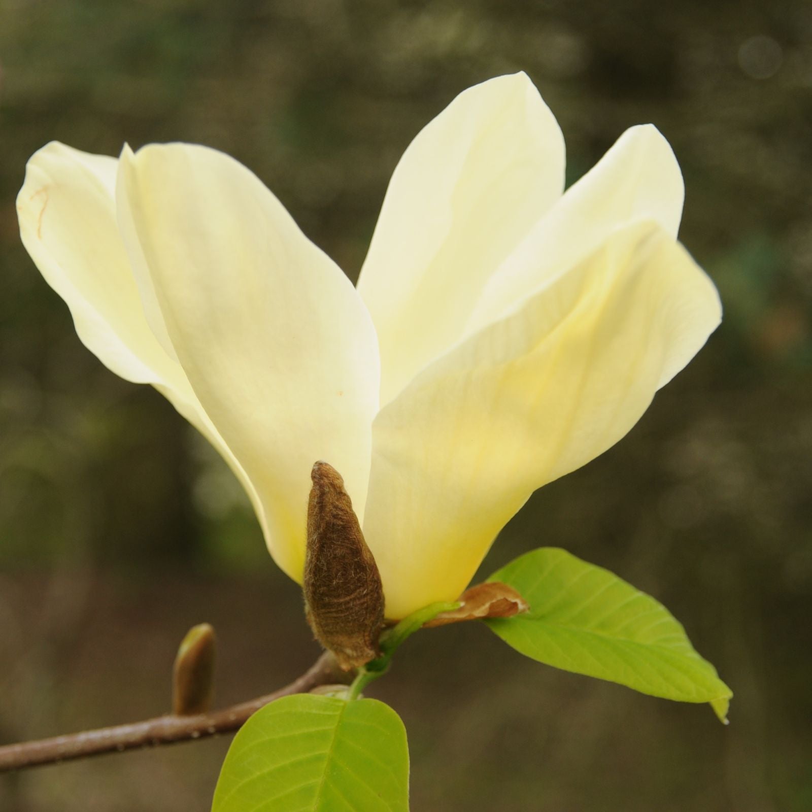 Magnolia 'Elizabeth'