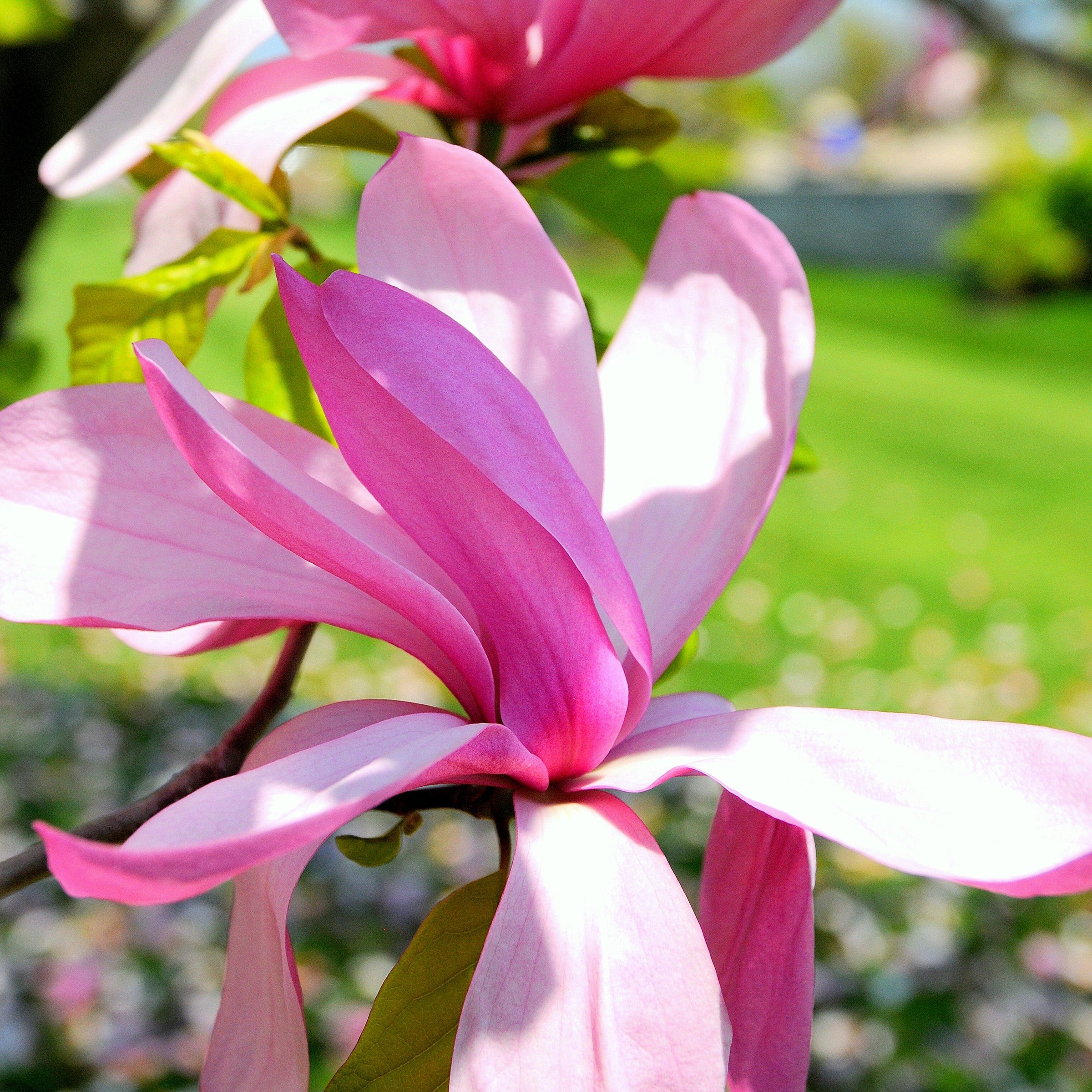 Magnolia 'Galaxy'